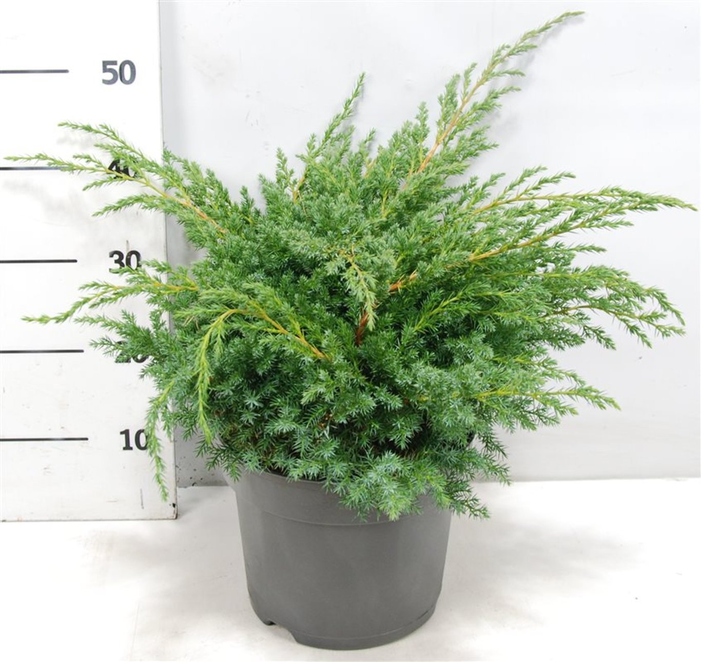 Juniperus squamata 'Blue Swede' - C7.5 40-50 CM
